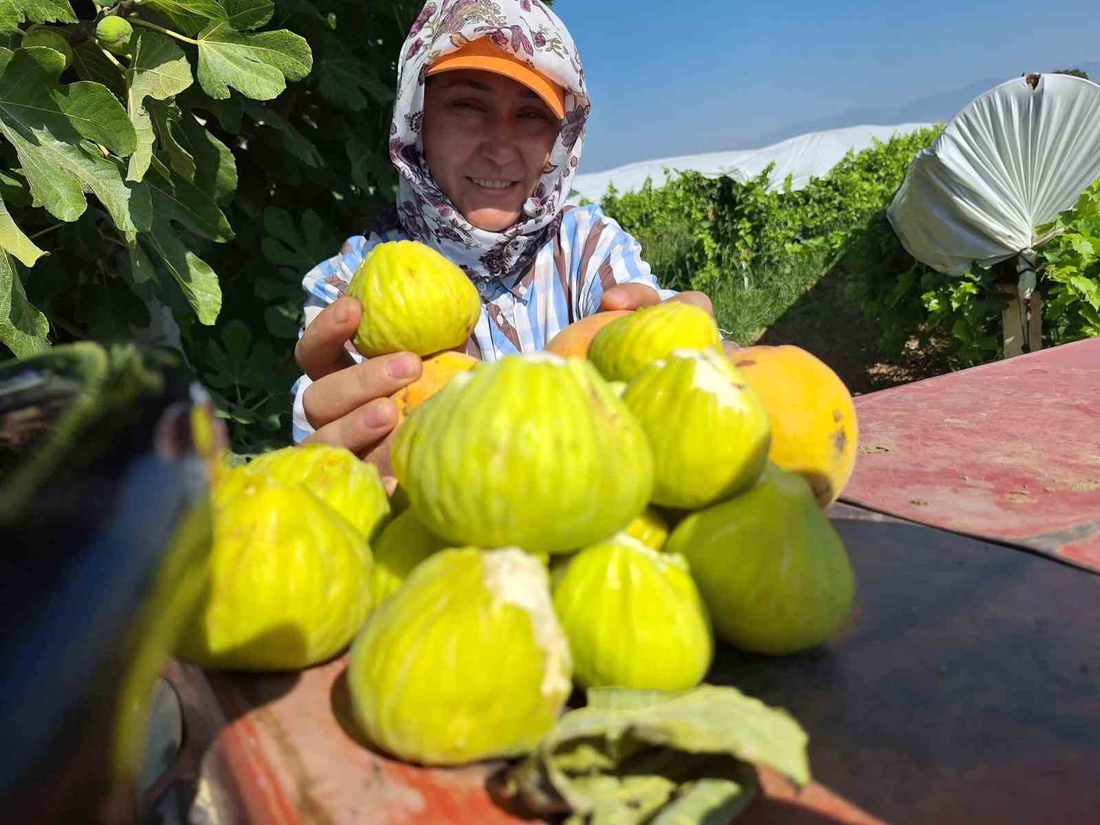 İncir cipsi sofraların yeni gözdesi oldu