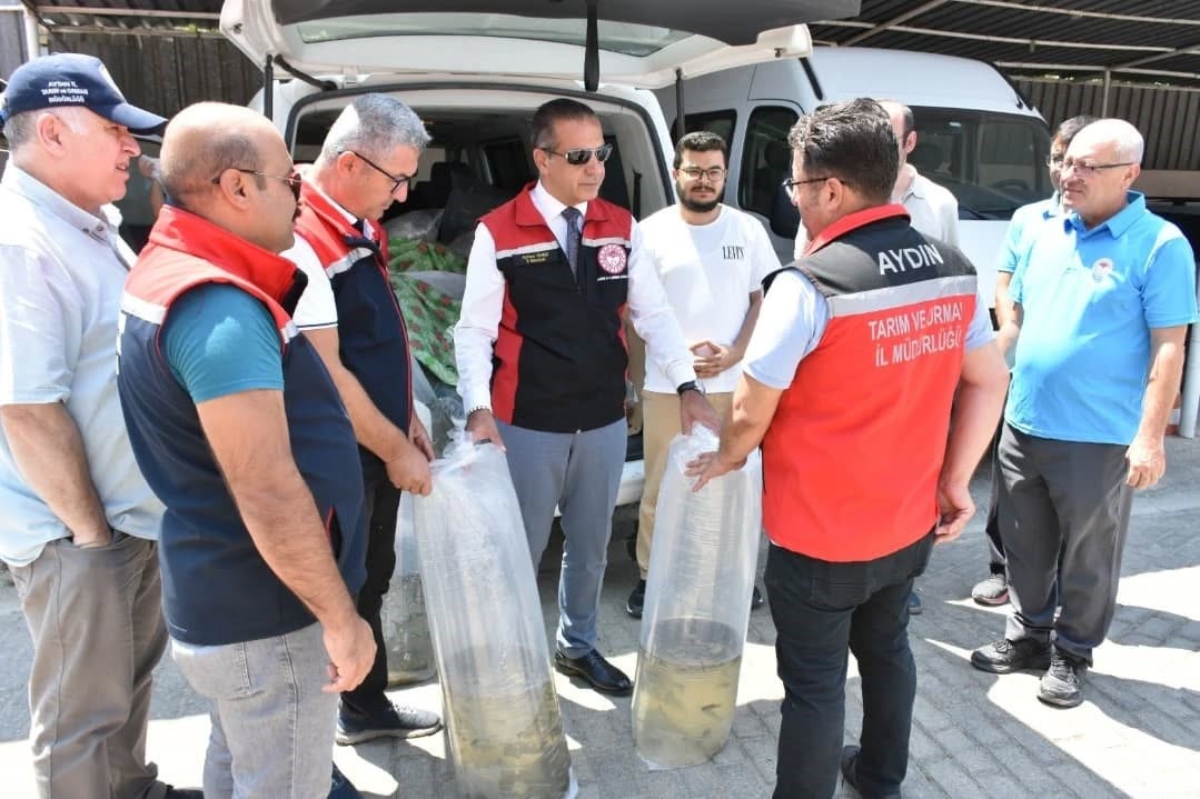 Aydın’da 153 bin sazan yavrusu doğayla buluştu