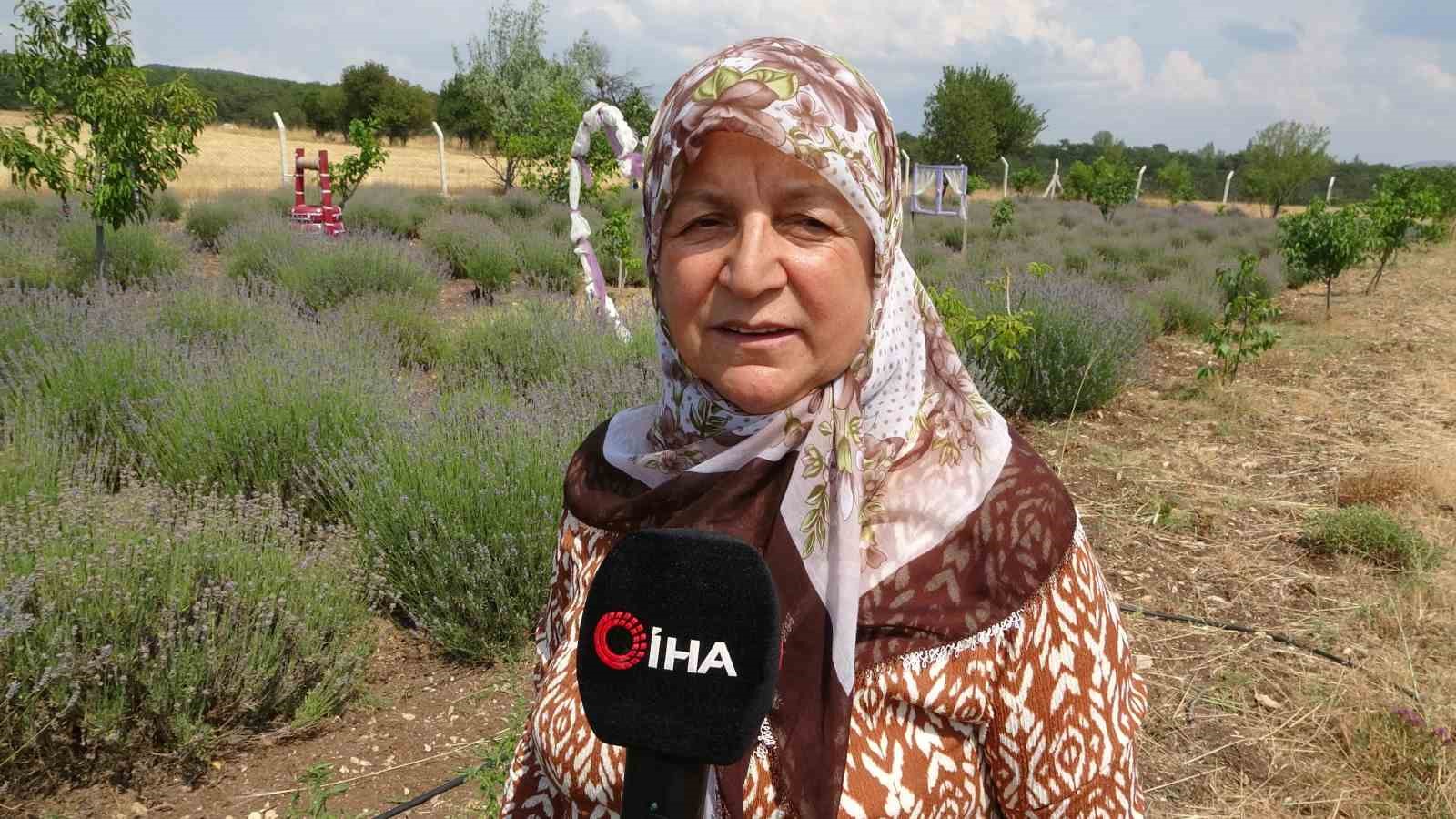 Lavanta bahçesinde hasat başladı