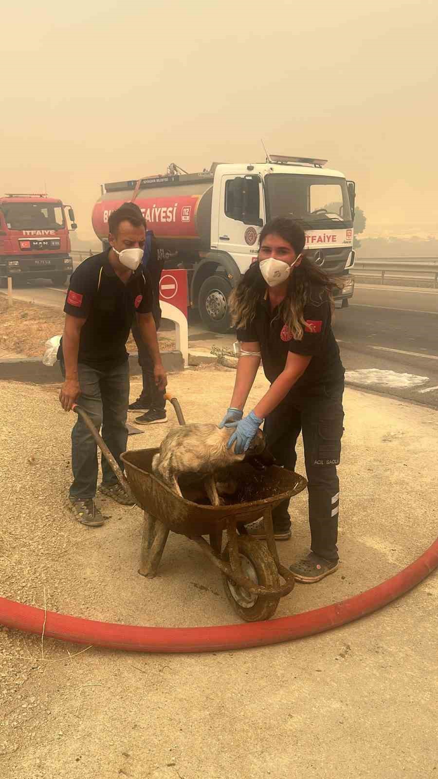 Orman yangınındaki alevler, hayvan çiftliklerine doğru ilerliyor