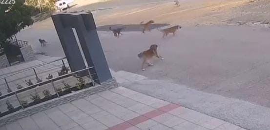 Bursa’da köpek saldırısından son anda kurtuldular