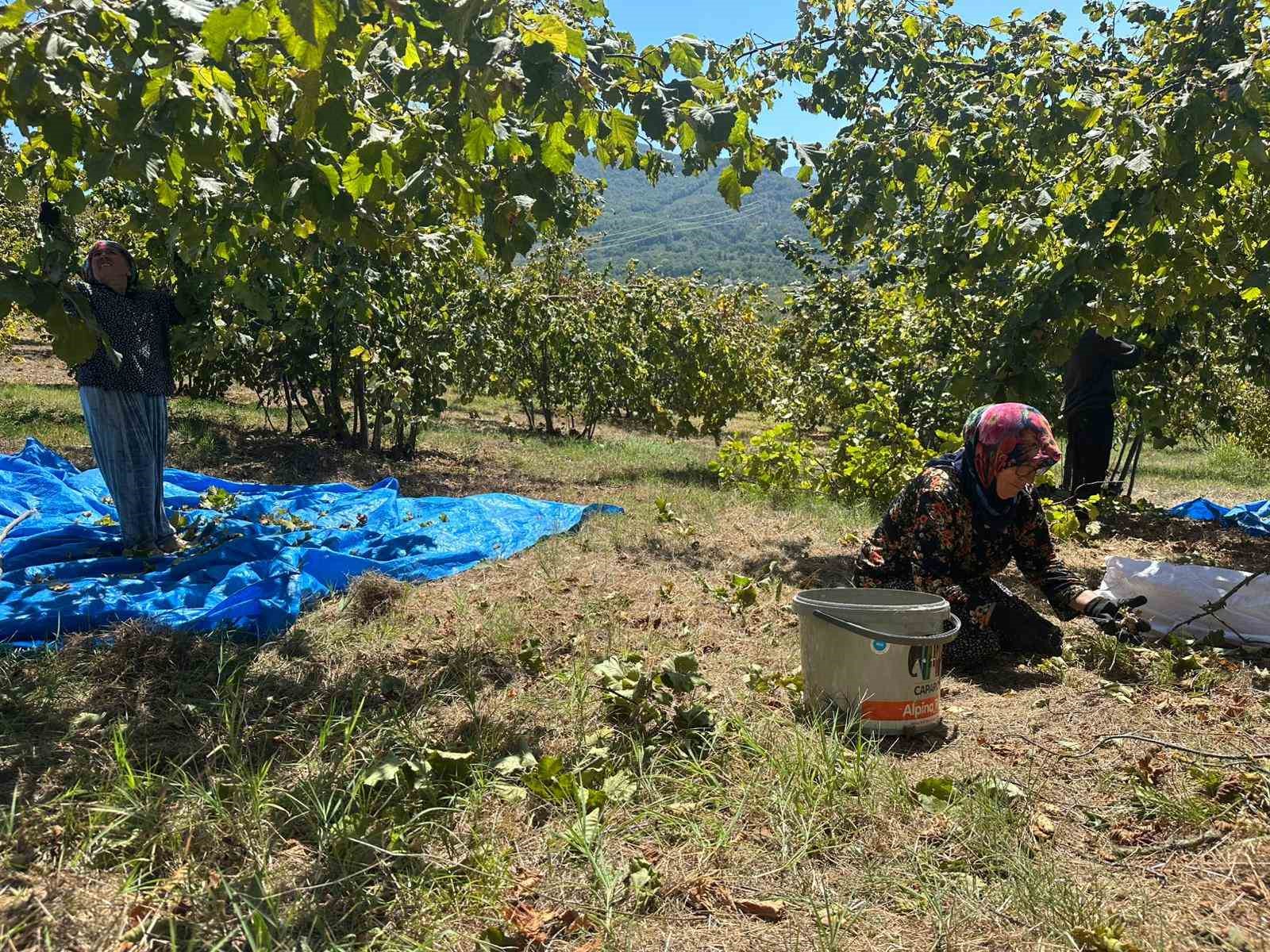 Fındık hasadı başladı, tırpan ücretleri rekor kırdı