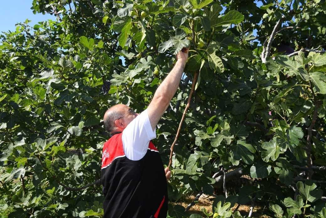 Coğrafi işaretli Havran siyah inciri hasadı başladı