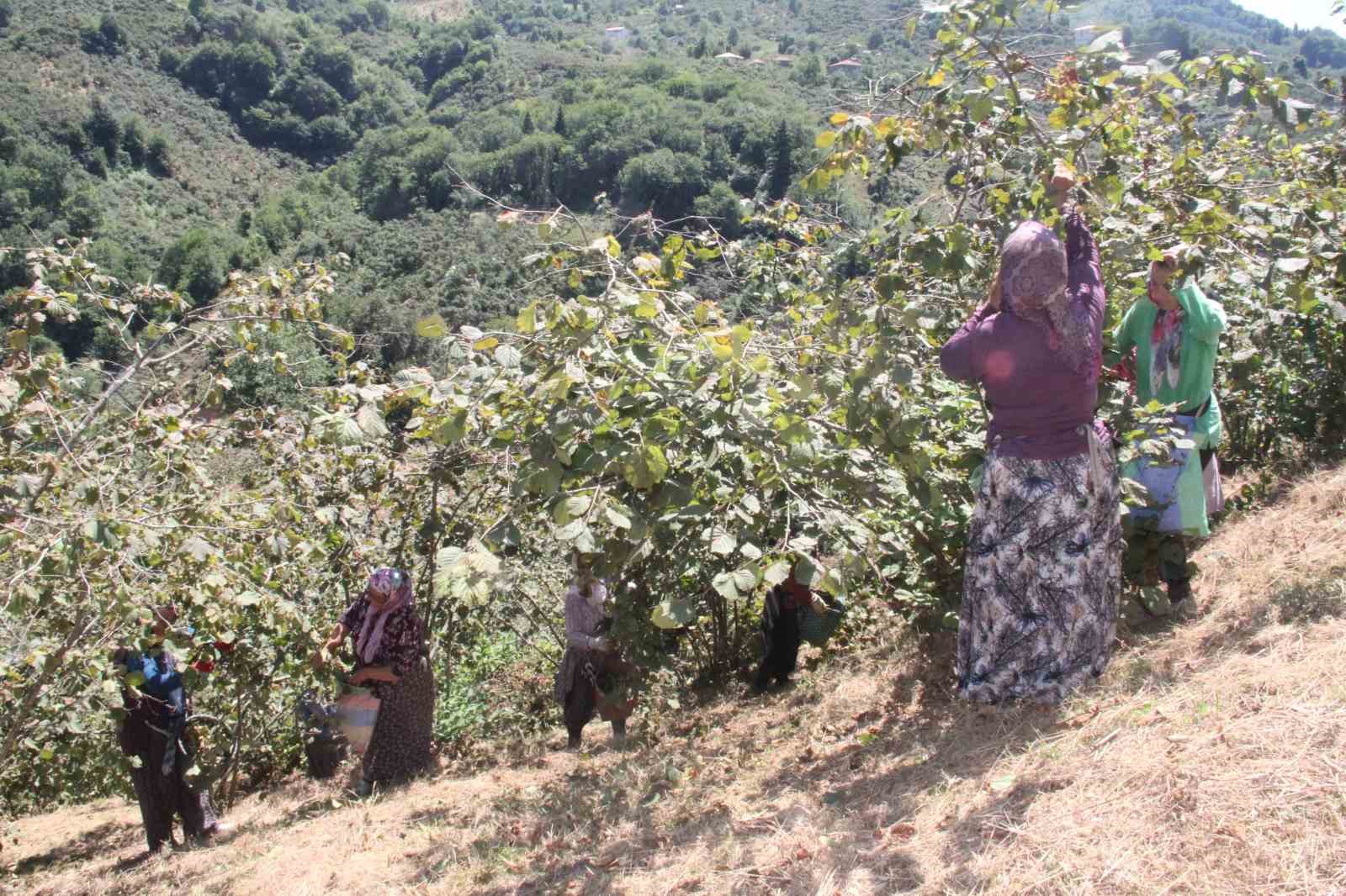 Giresun’da fındık hasadı başladı