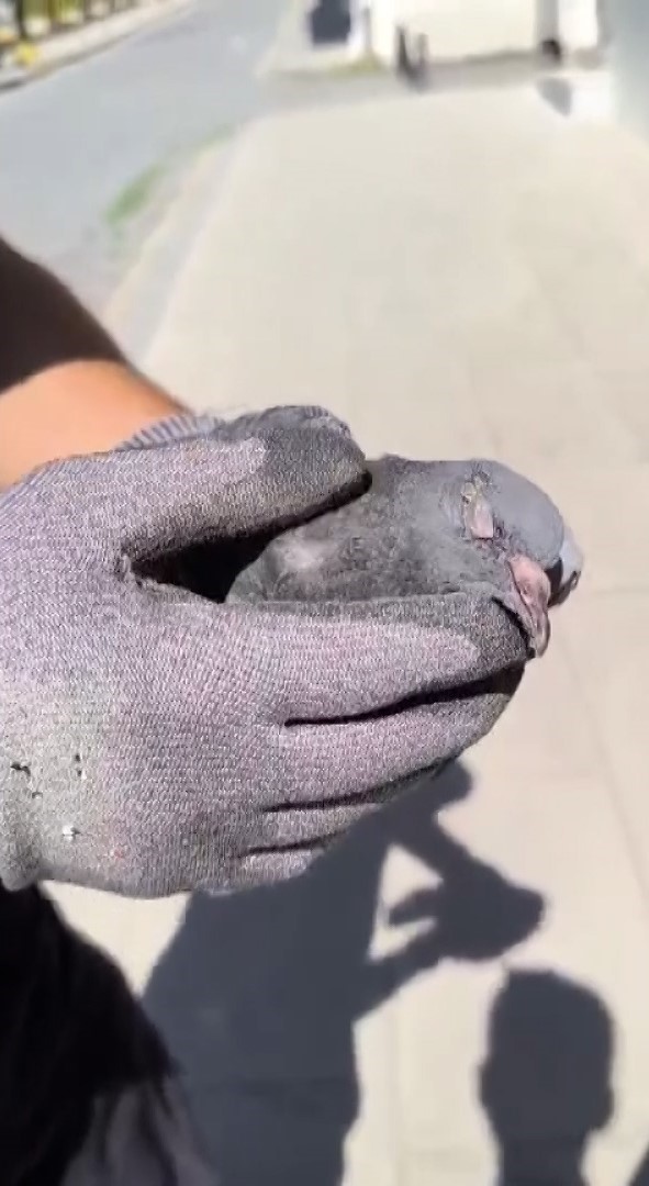 Sivas’ta klima havalandırmasına sıkışan güvercini itfaiye kurtardı