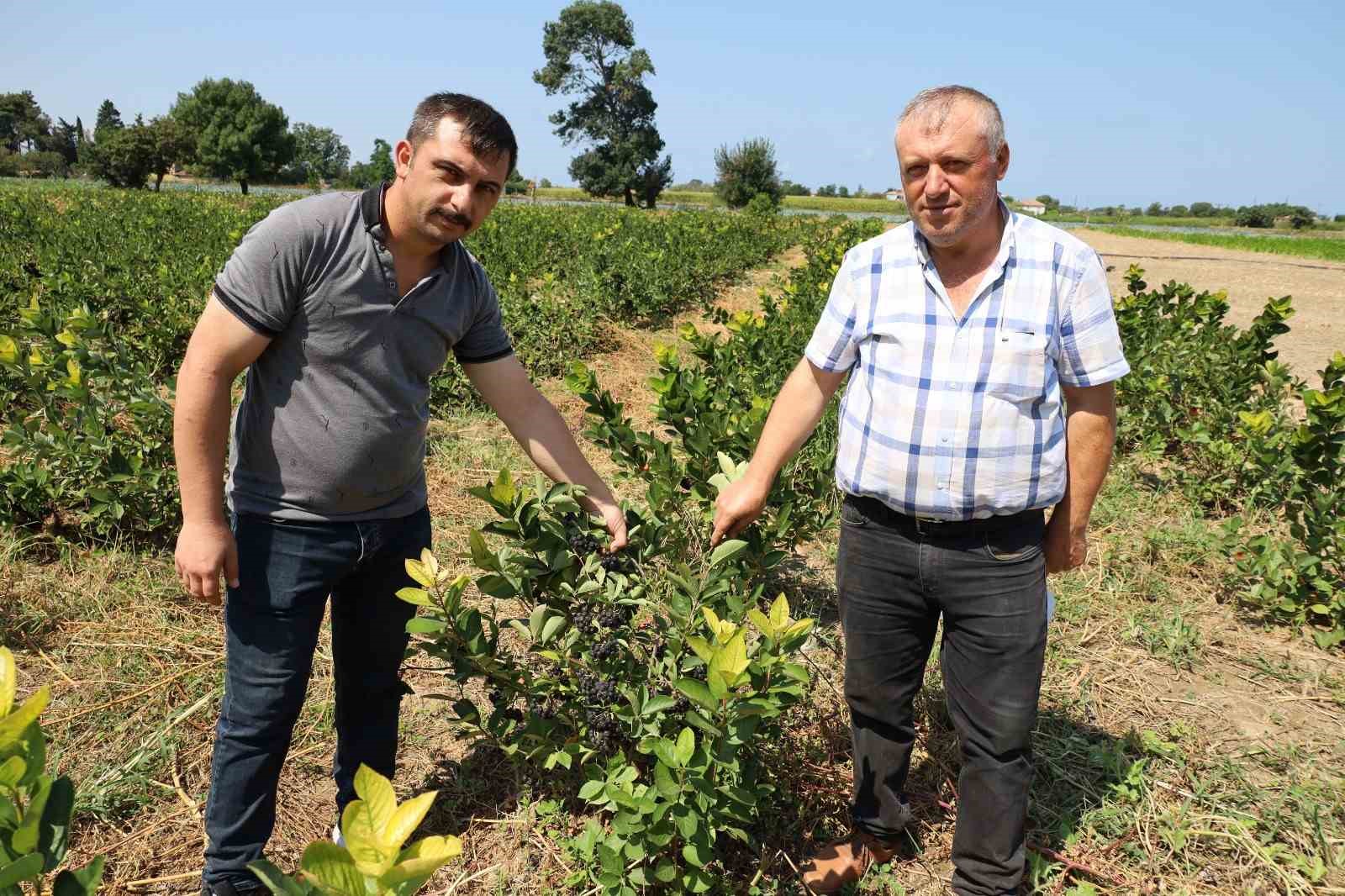 Bafra Ovası’nda aronya üretimi yaygınlaşıyor