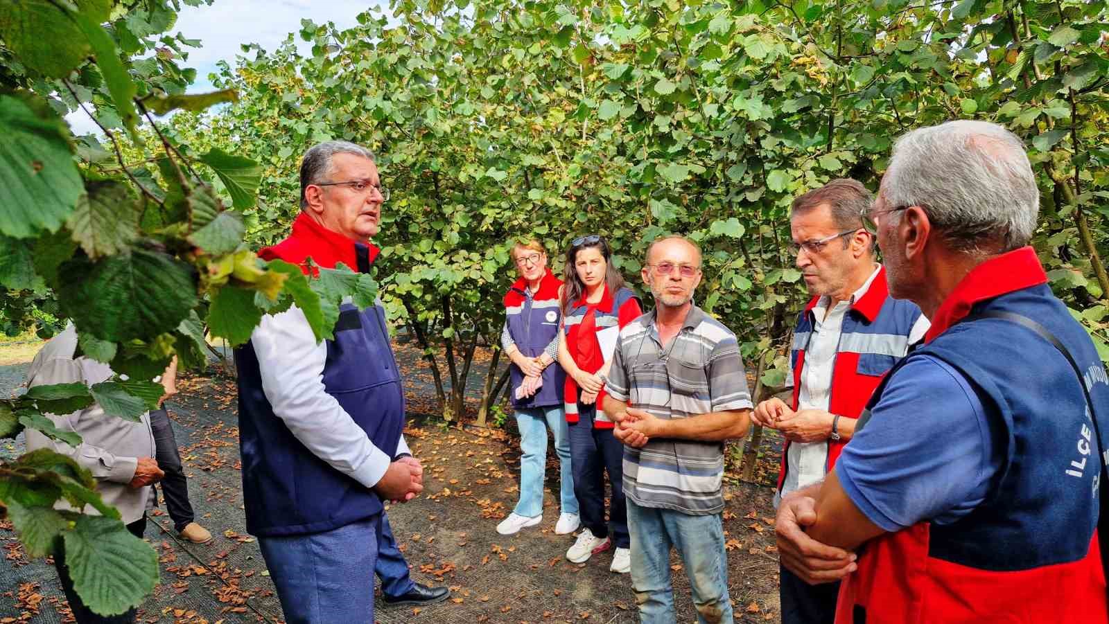 Samsun’da zirai don, fındık rekoltesini düşürdü