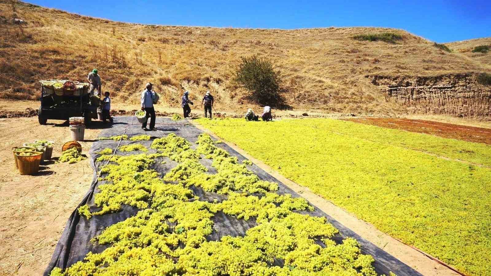 Sarıgöl’ün altın sarısı Sultaniye üzümleri sofralara ulaştırılıyor