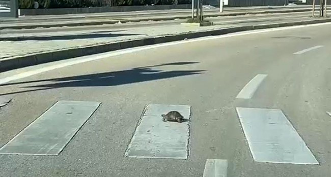 Kaplumbağa yaya geçidinden geçti, kurallara uymasıyla vatandaşlara örnek oldu