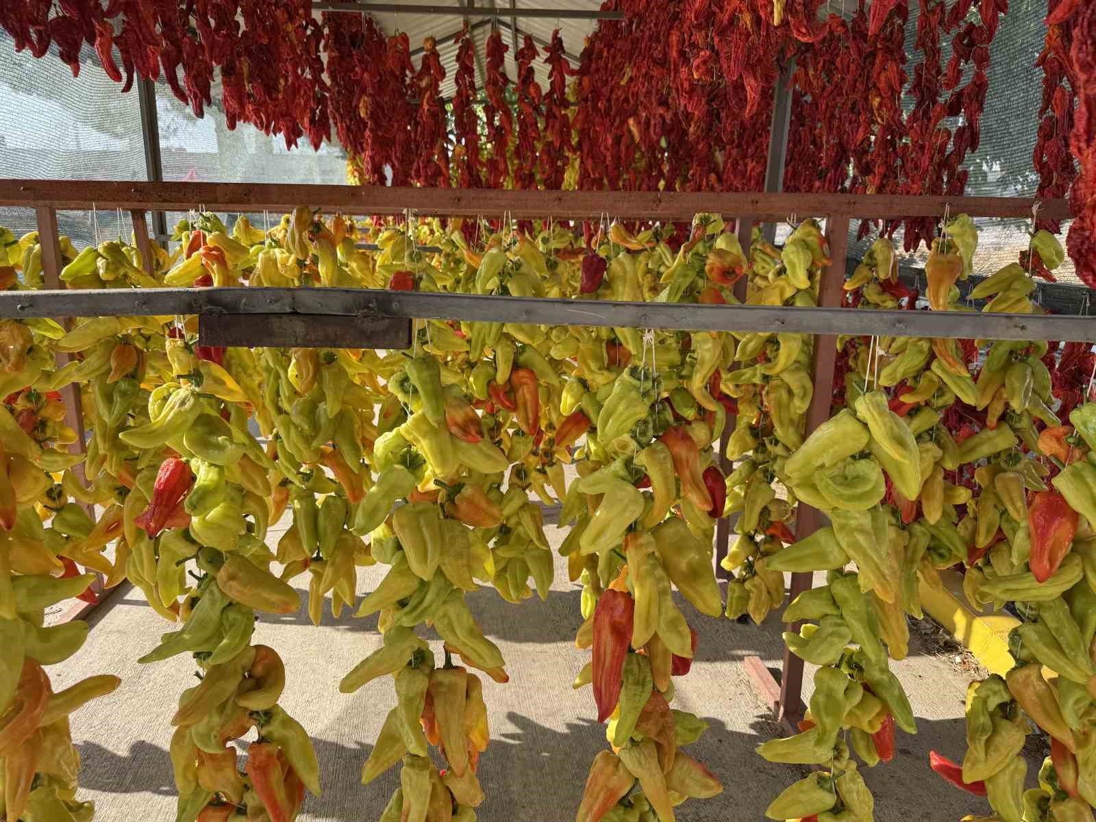Tescilli lezzet Kale biberinin sofralara yolculuğu başladı
