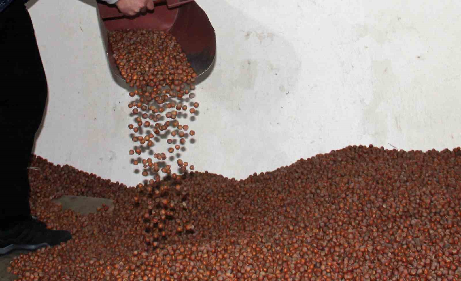 Giresun’da serbest piyasa fındık fiyatı, TMO’nun fiyatlarının üzerine çıktı