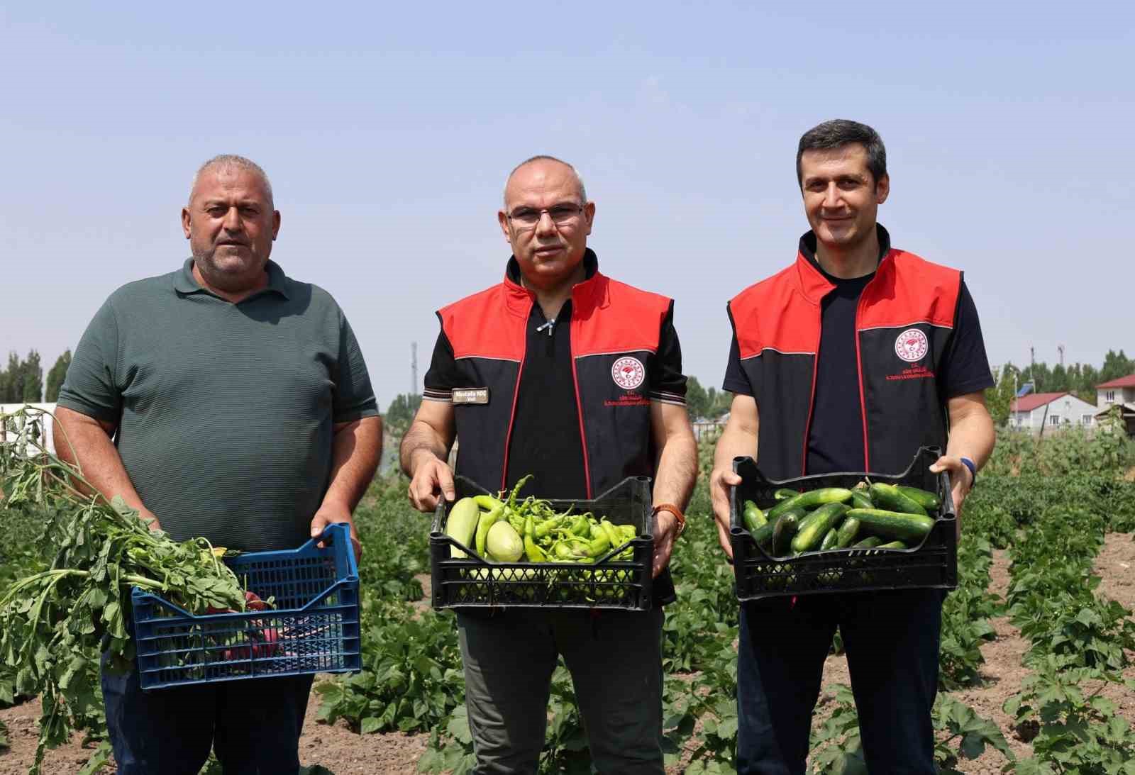 Ağrı’da hibeli sebze üretimi meyvesini verdi, hedef 14 bin ton verim