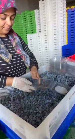 Küçük bir kasabadan büyük bir pazara: Elmalı’nın mavi altını yaban mersini