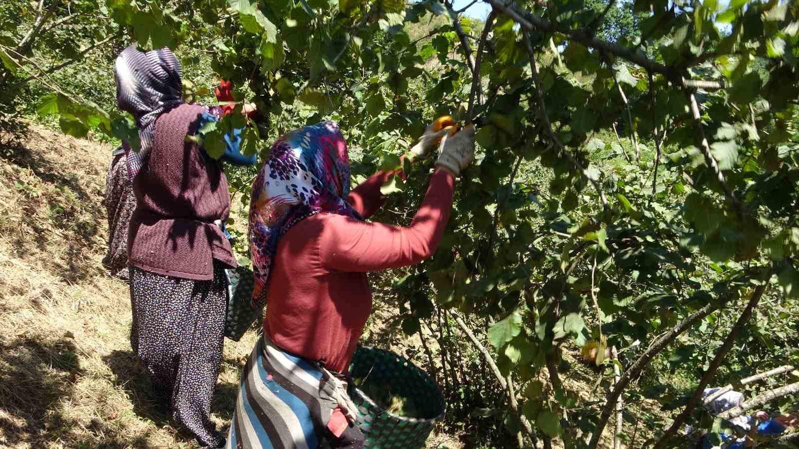 TMO 2025 fındık fiyatlarını açıkladı, gözler serbest piyasada