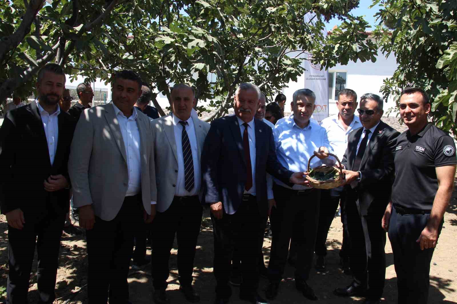 İncirliova’da protokol üyeleri incir hasadına katıldı