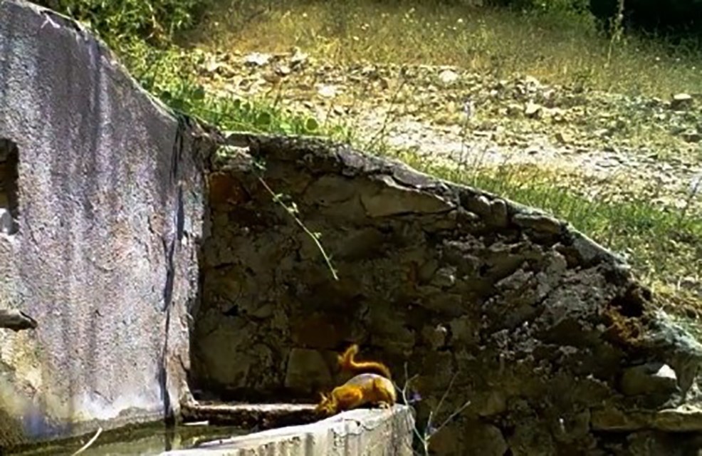 Fotokapana yakalanan sincap ve tilki görenleri gülümsetti