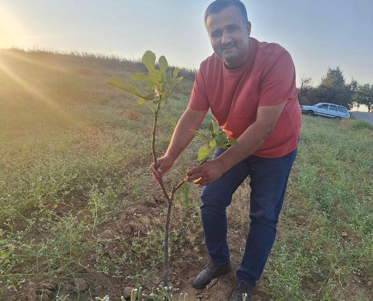 Sarıgöl’de sarılop incir üretimi yaygınlaşıyor