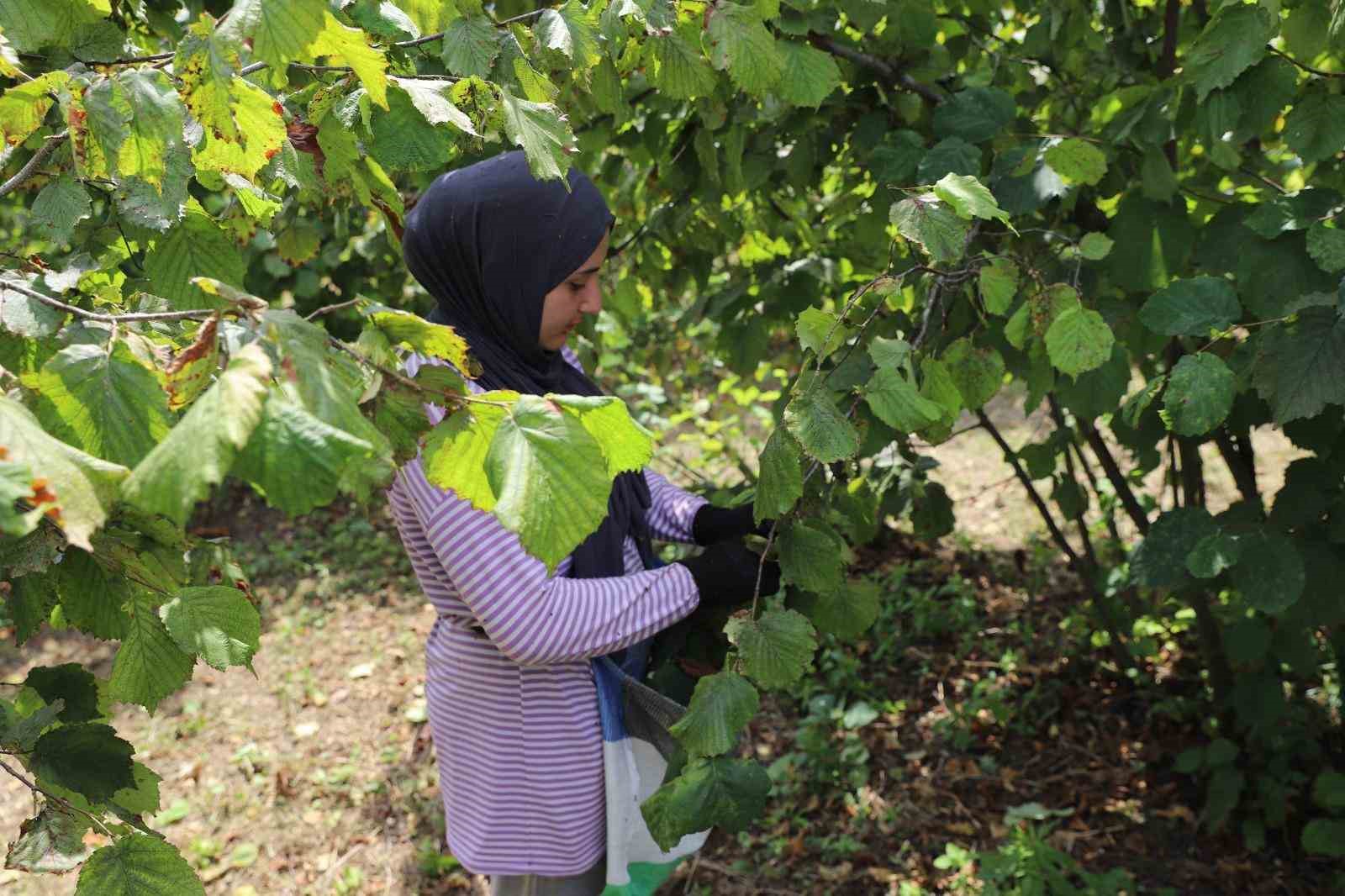 Ordu’da ’Fındık Dalda Aklın İşçide Kalmasın’ Projesi, üreticileri memnun ediyor