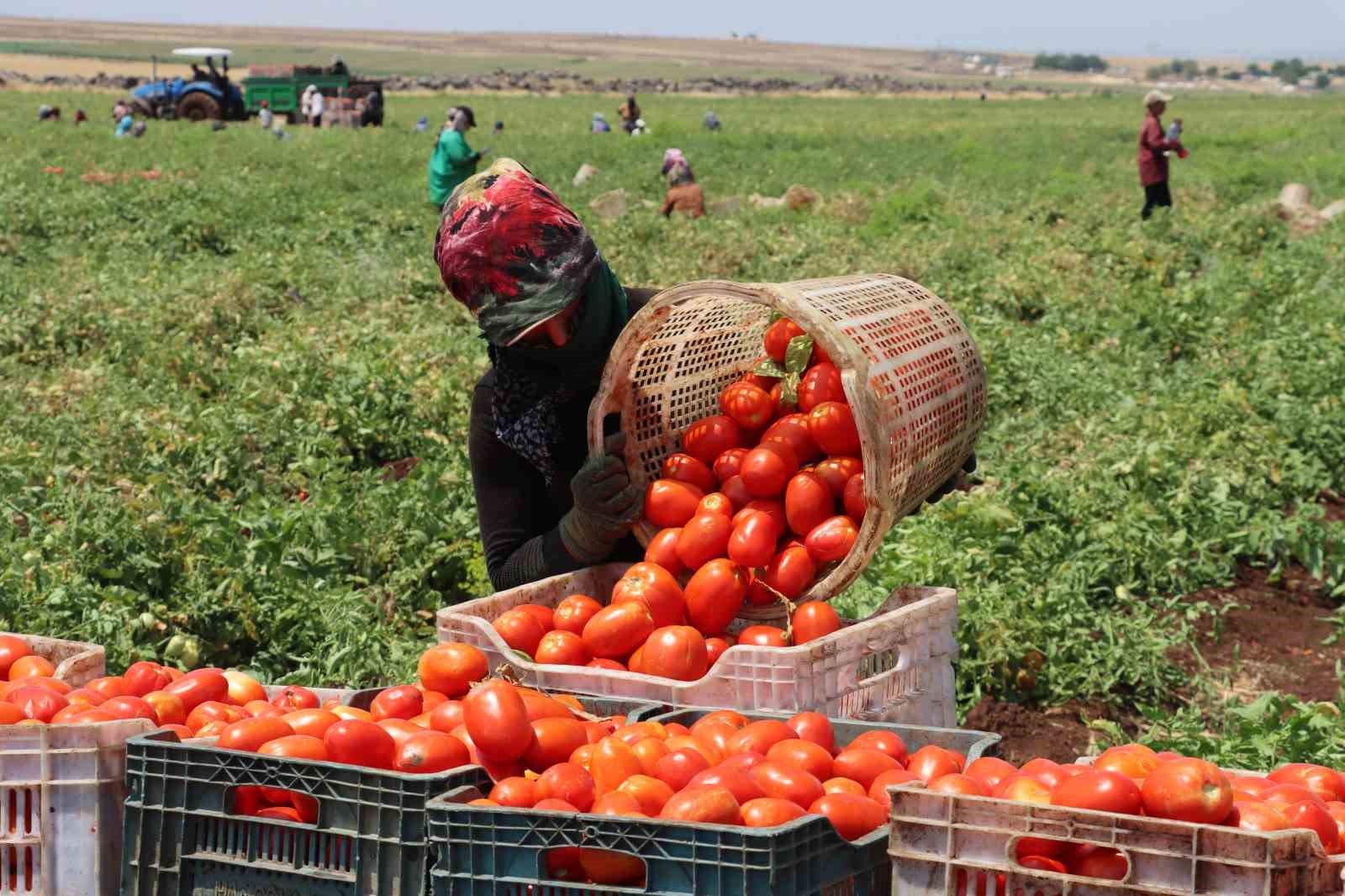 Siverek’te üretilen domatesler kurutularak dünyaya ihraç ediliyor