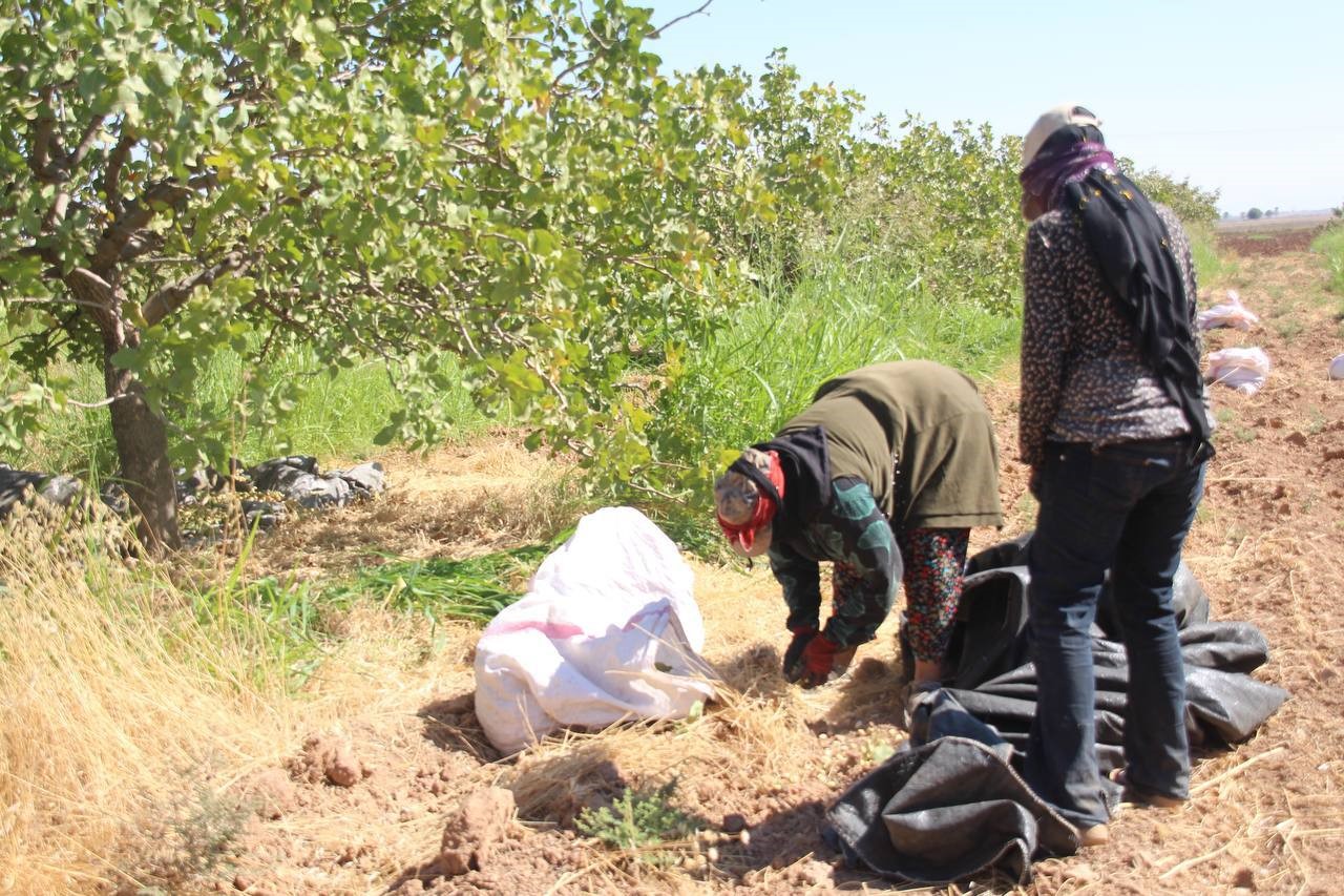 TİGEM’de fıstık hasadı başladı