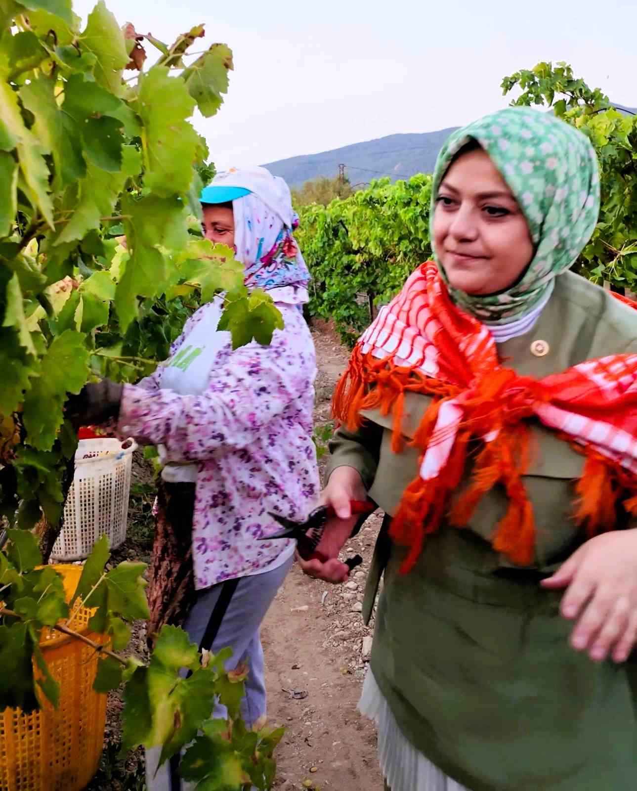 Elleriyle poğaça yapan kadın vekil şafakta üreticiyle birlikte hasat yaptı