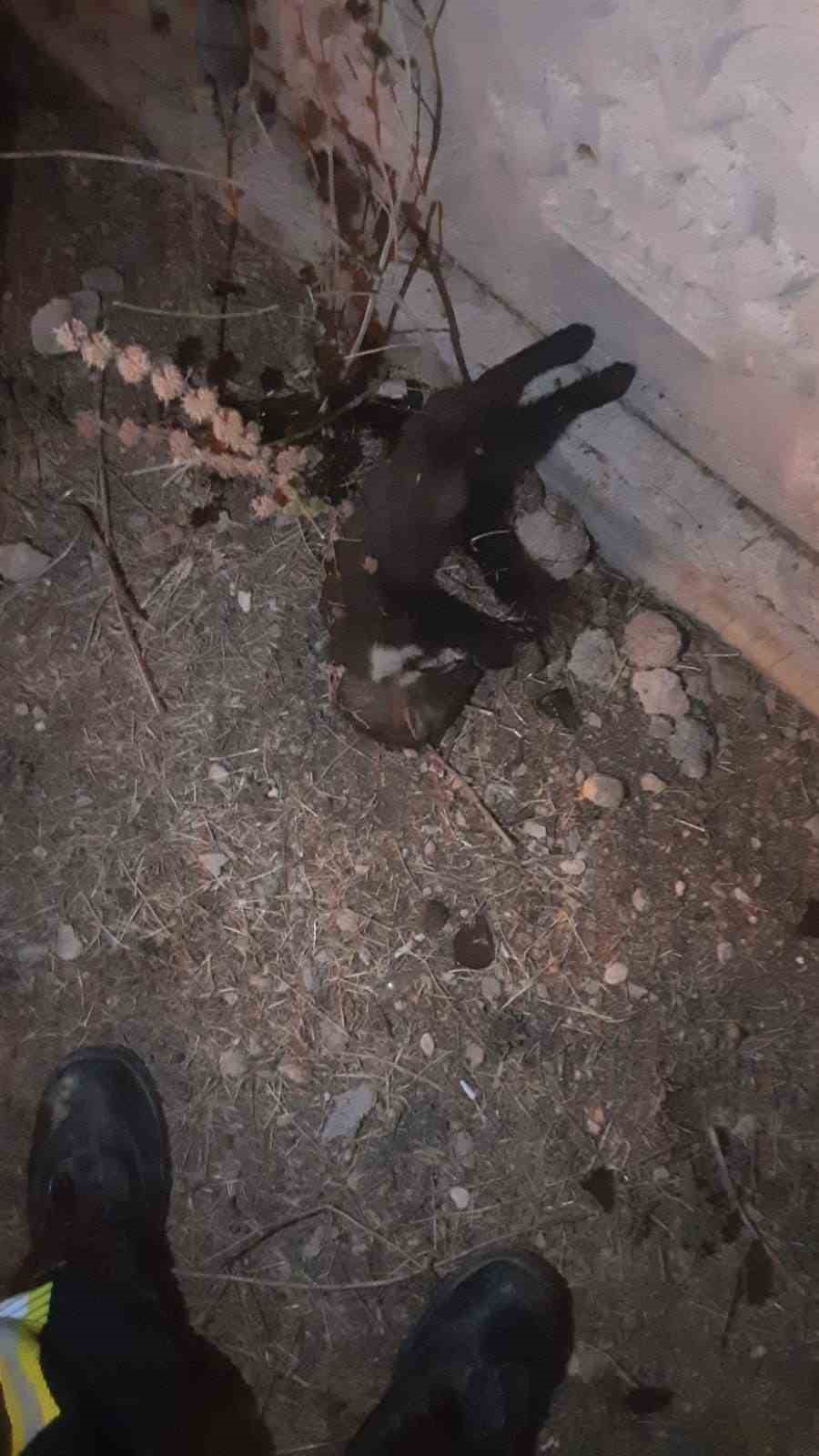 Mahalledeki elektrik kesintisinin sebebi sansar çıktı