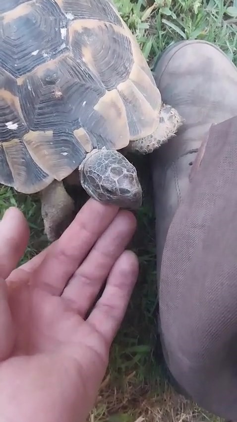 Kaplumbağa ve bahçıvanın dostluğu kıskandırdı
