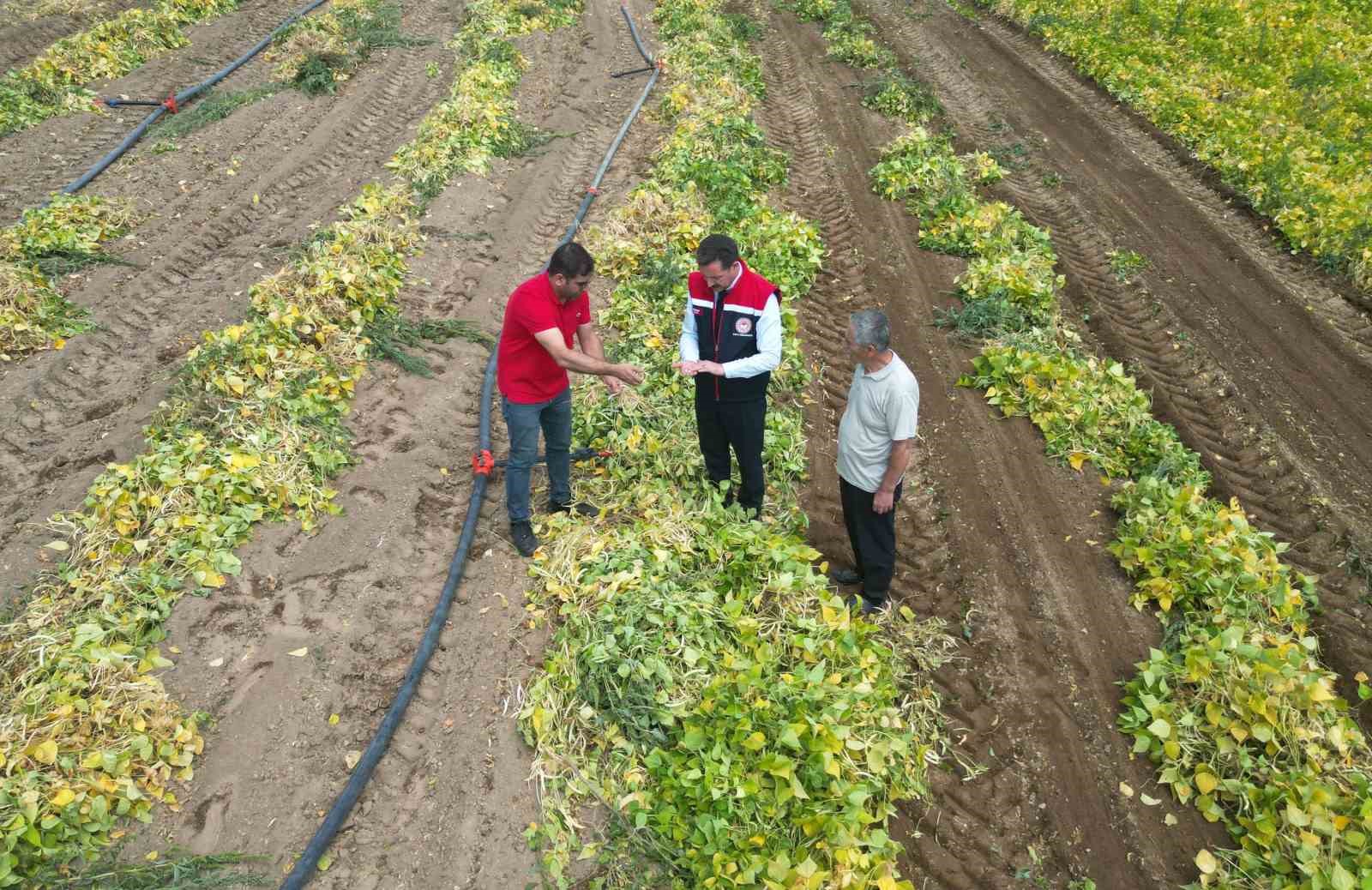 110 bin dekar alana ekilen kuru fasulyenin hasadına başlandı