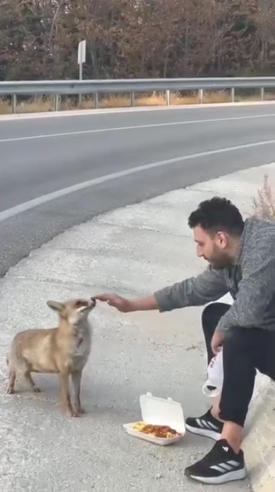 Uludağ yolunda sıra dışı karşılaşma