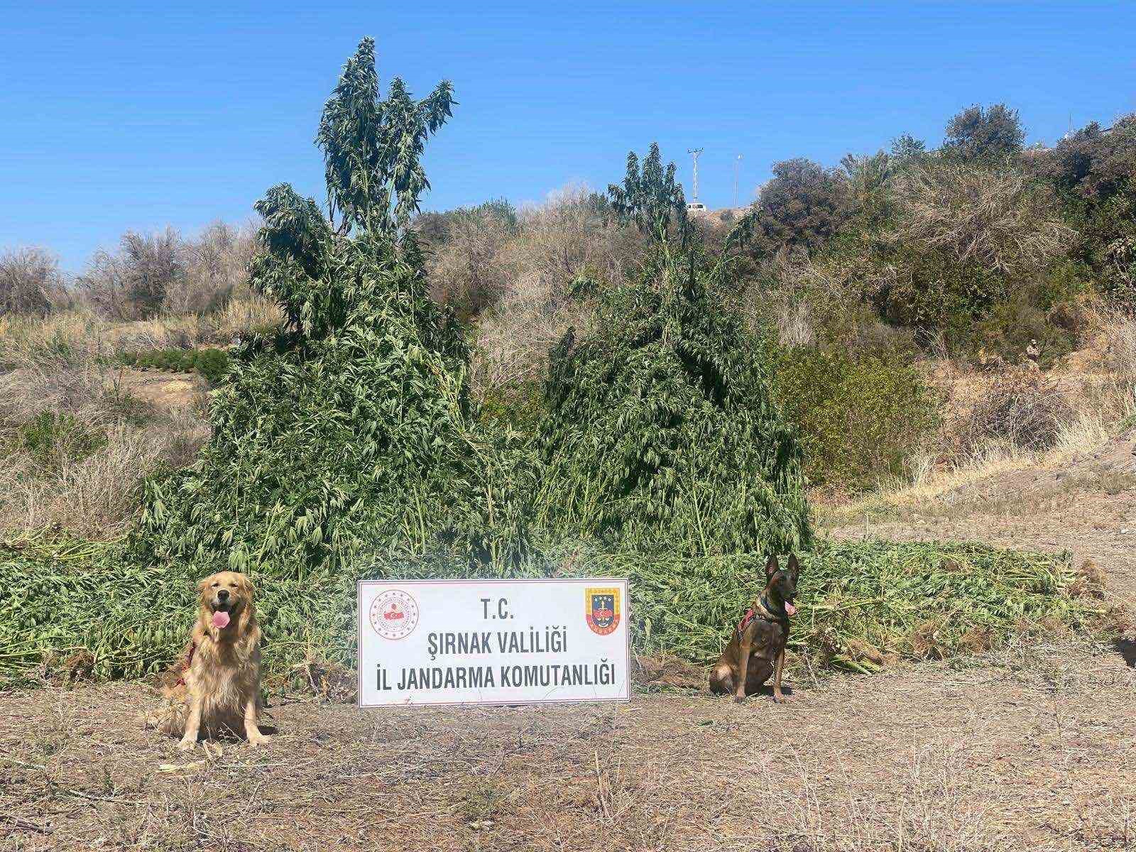 Şırnak’ta piyasa değeri 1,5 milyar lira olan uyuşturucu ele geçirildi: 5 gözaltı