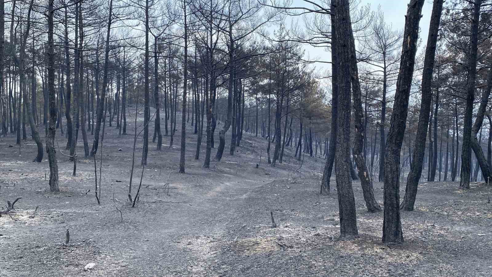 Orman yangınının ardından ortaya çıkan acı manzara böyle görüntülendi