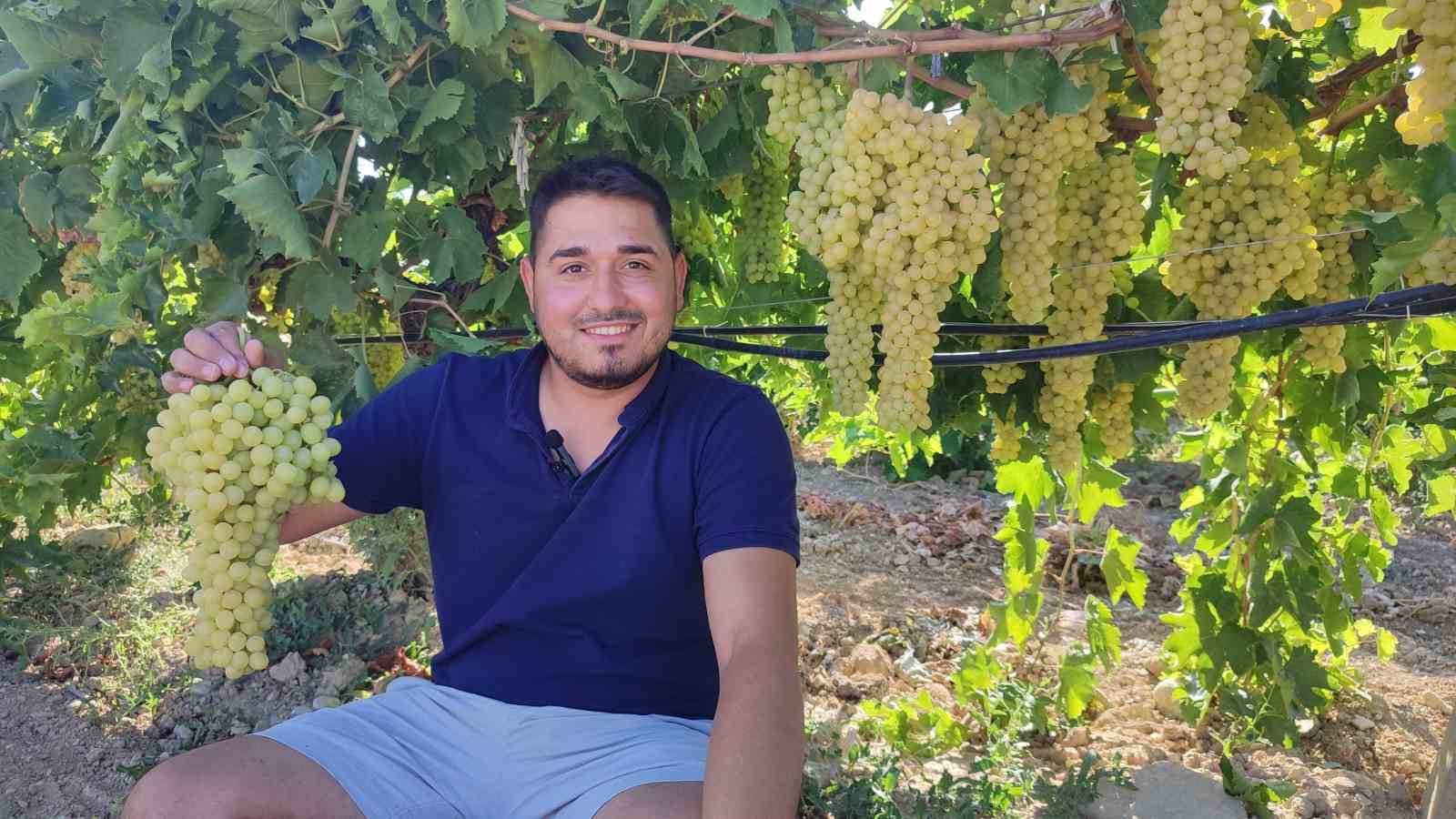 Coğrafi işaretli İsabey çekirdeksiz üzümünde hasat başladı