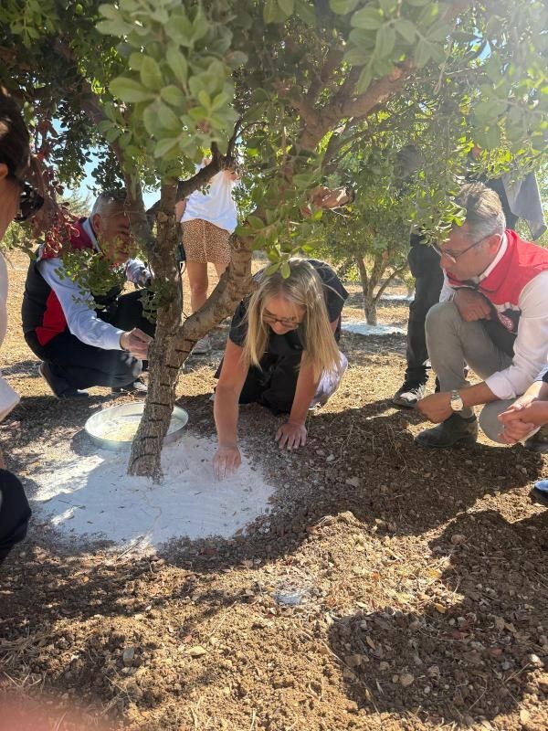 Çeşme’de damla sakızı ve zeytin hasadı başladı