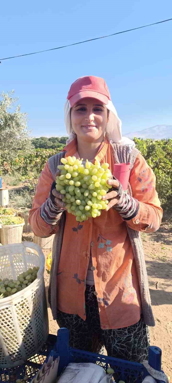 Sarıgöl’de hayat üzümle dönüyor