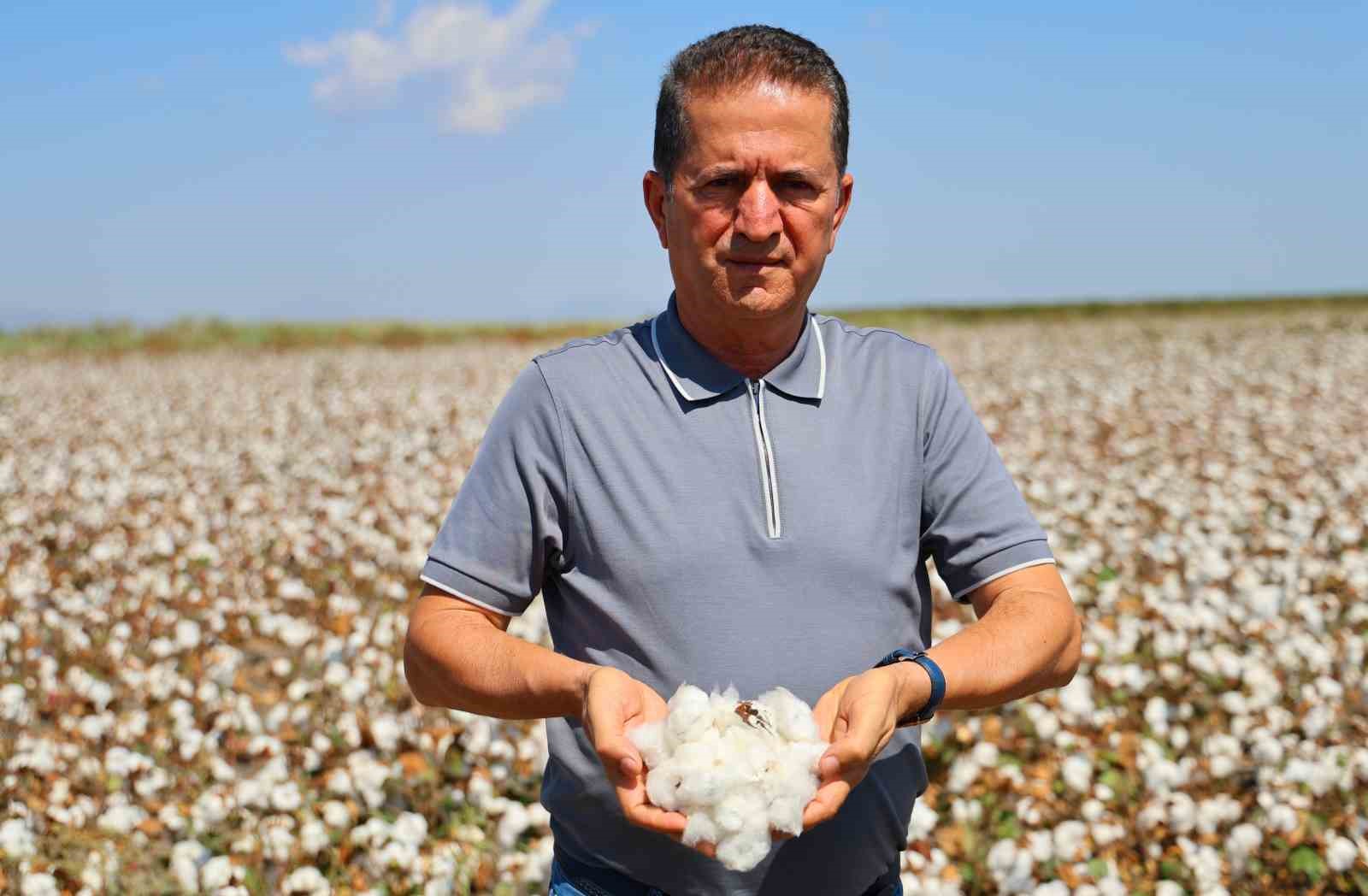 Bir dönemin beyaz altını, pamukta hasat başladı
