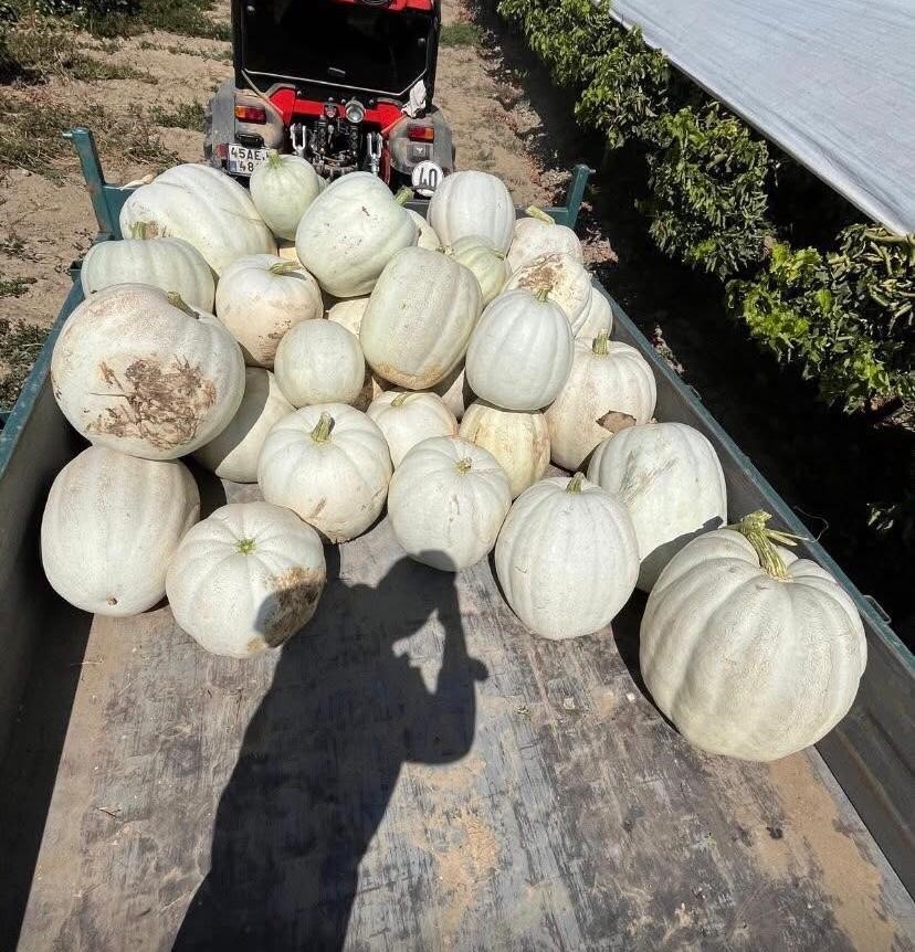 Dalından satışla ekonomiye katkı