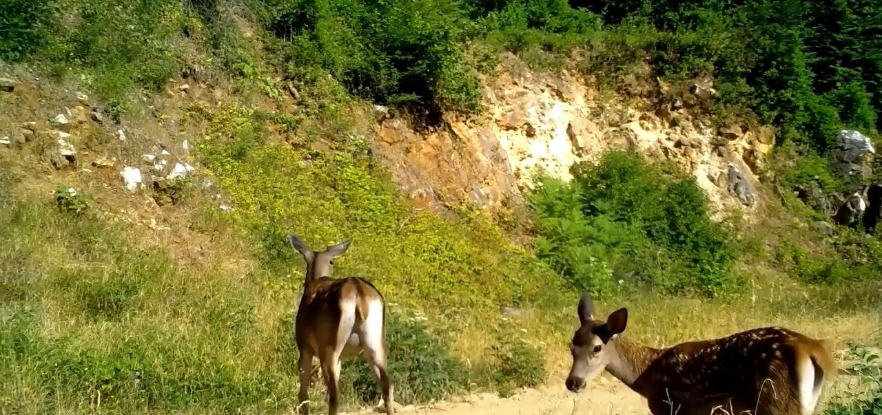 Kızıl geyik ailesi kameralarda