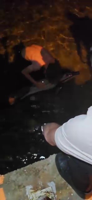 Bursa’da ölü yunus balığı kıyıya vurdu