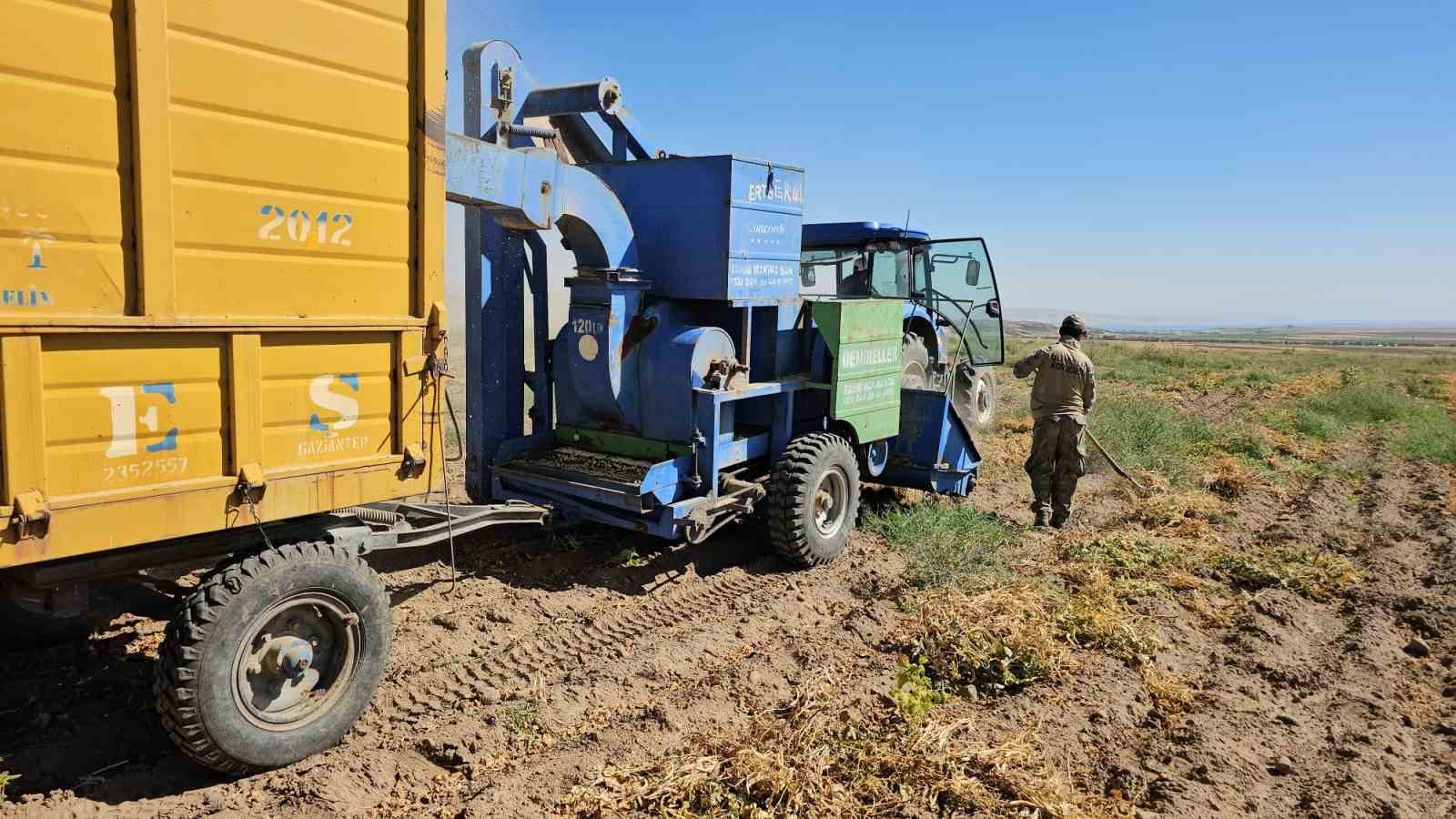 Adilcevaz’da fasulye hasadı başladı