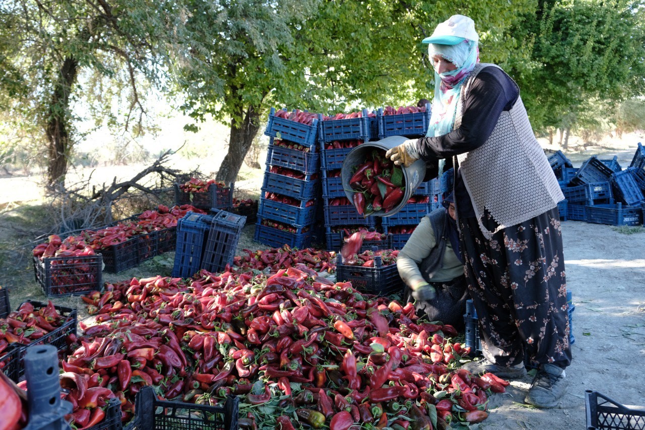 Erzincan’da 100 tonluk üretim hedefi gerçek oldu!