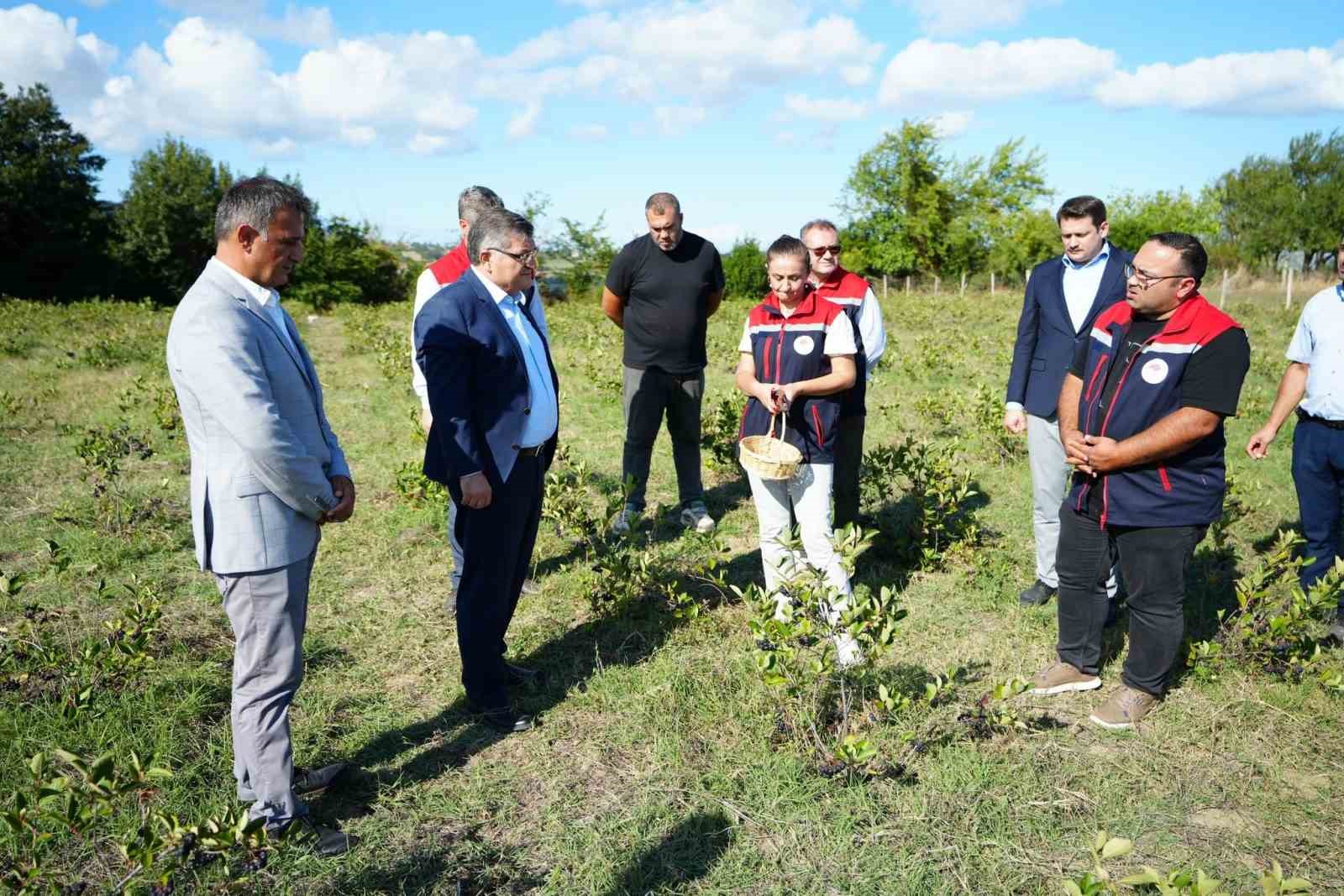 Sinop’ta aronya meyvesi hasadı yapıldı