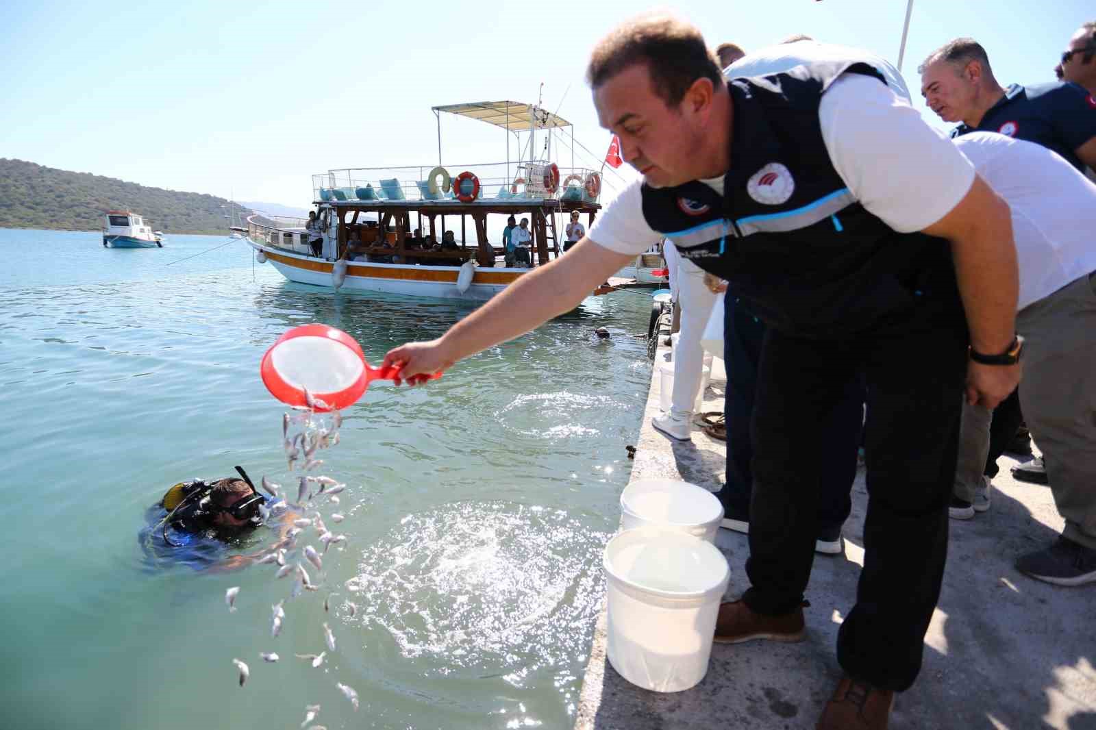 Milas Boğaziçi’ne 150 bin çipura ve 10 bin levrek yavrusu bırakıldı
