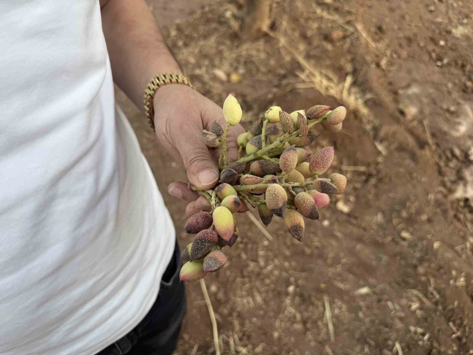 Siirt fıstığında rekolte yüzde 80 düştü