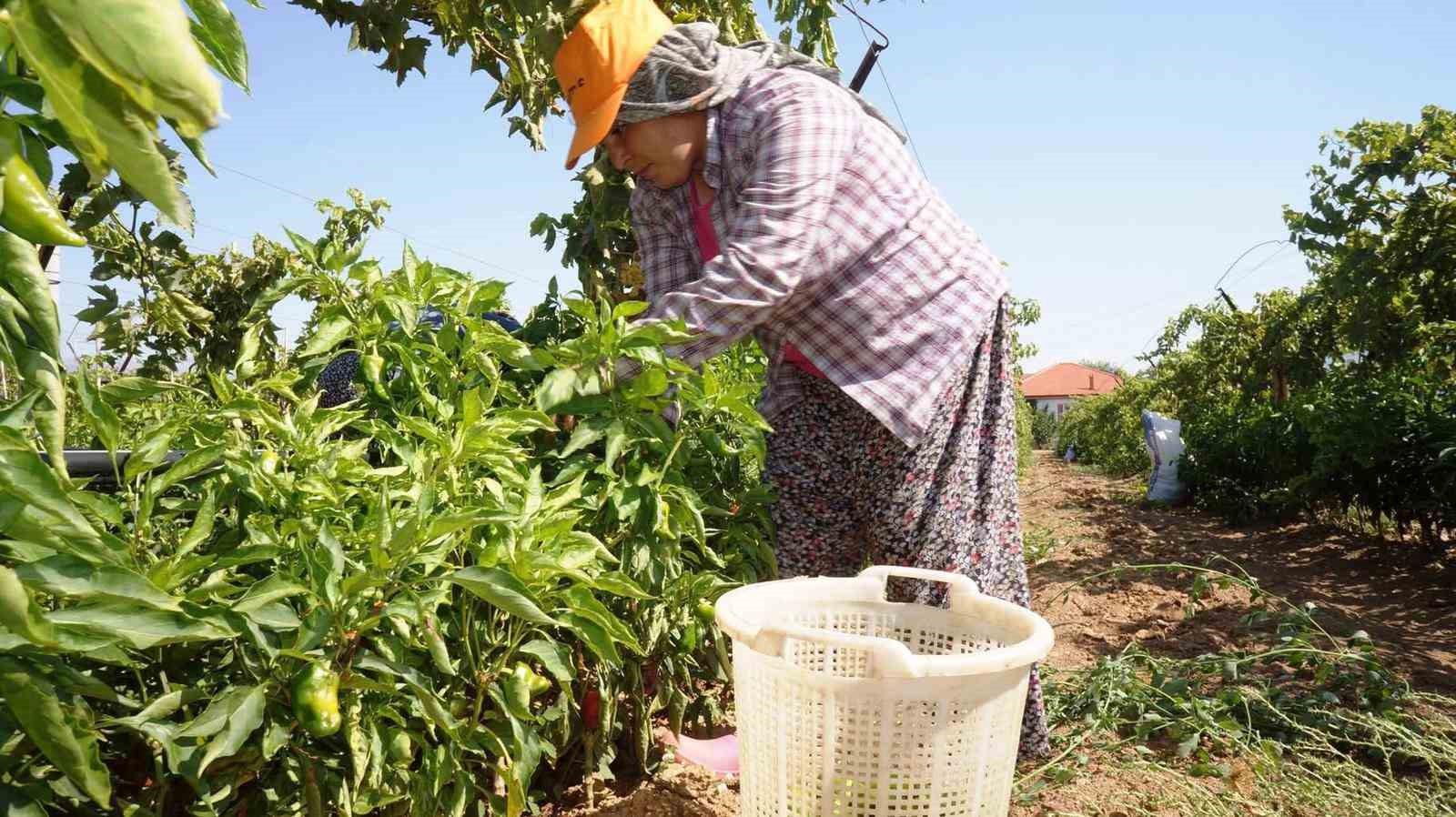 Ünlü Emcelli Biberi yok oluyor