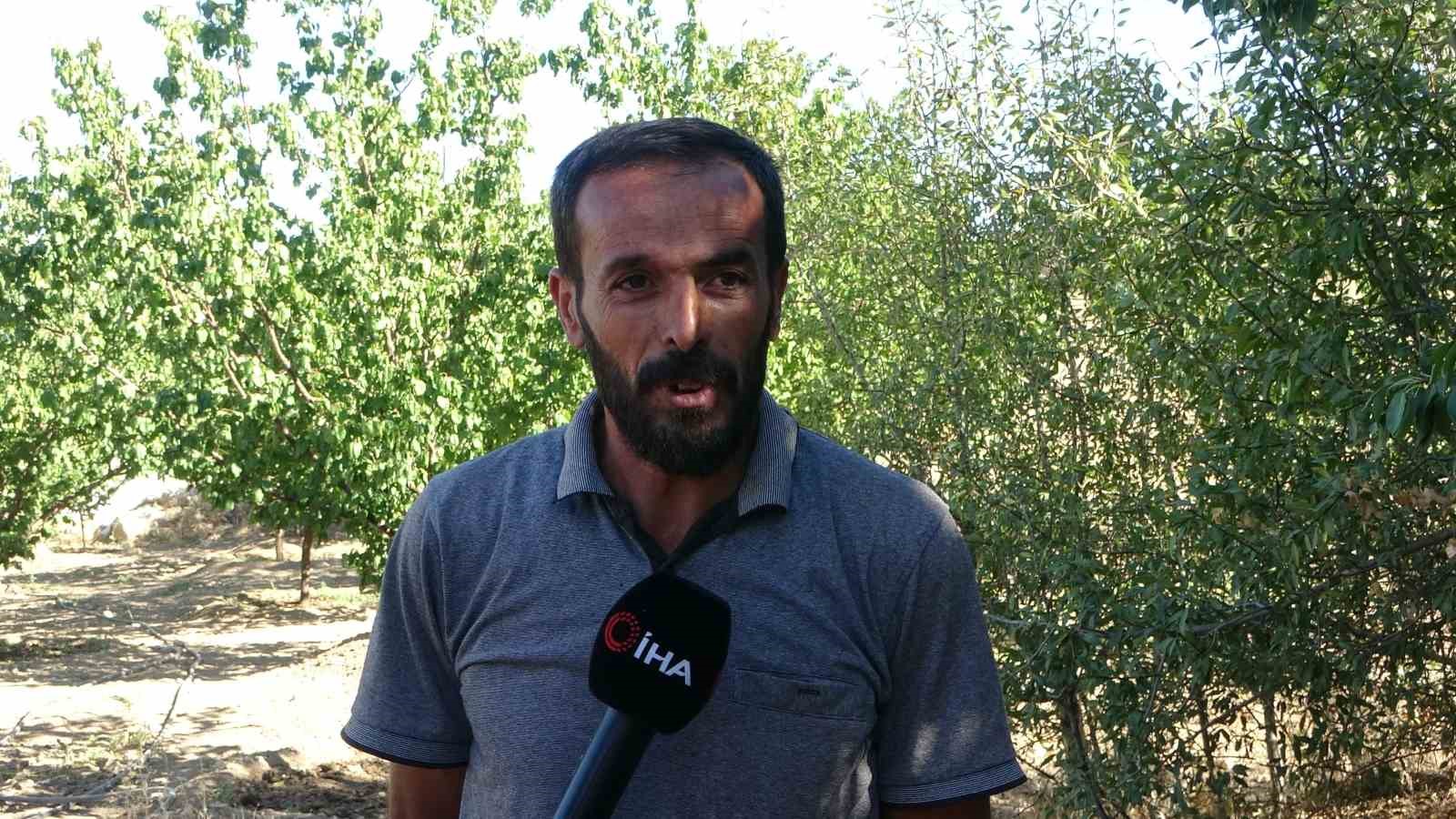 Malatya’da tescilli Akçadağ armudu hasadı başladı: Kilosu 70 TL’den alıcı buluyor
