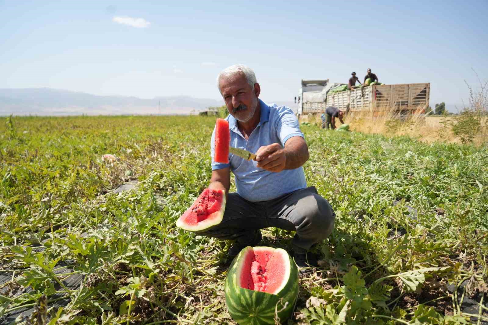 Muş’ta karpuz hasadından 2 milyar liralık gelir bekleniyor
