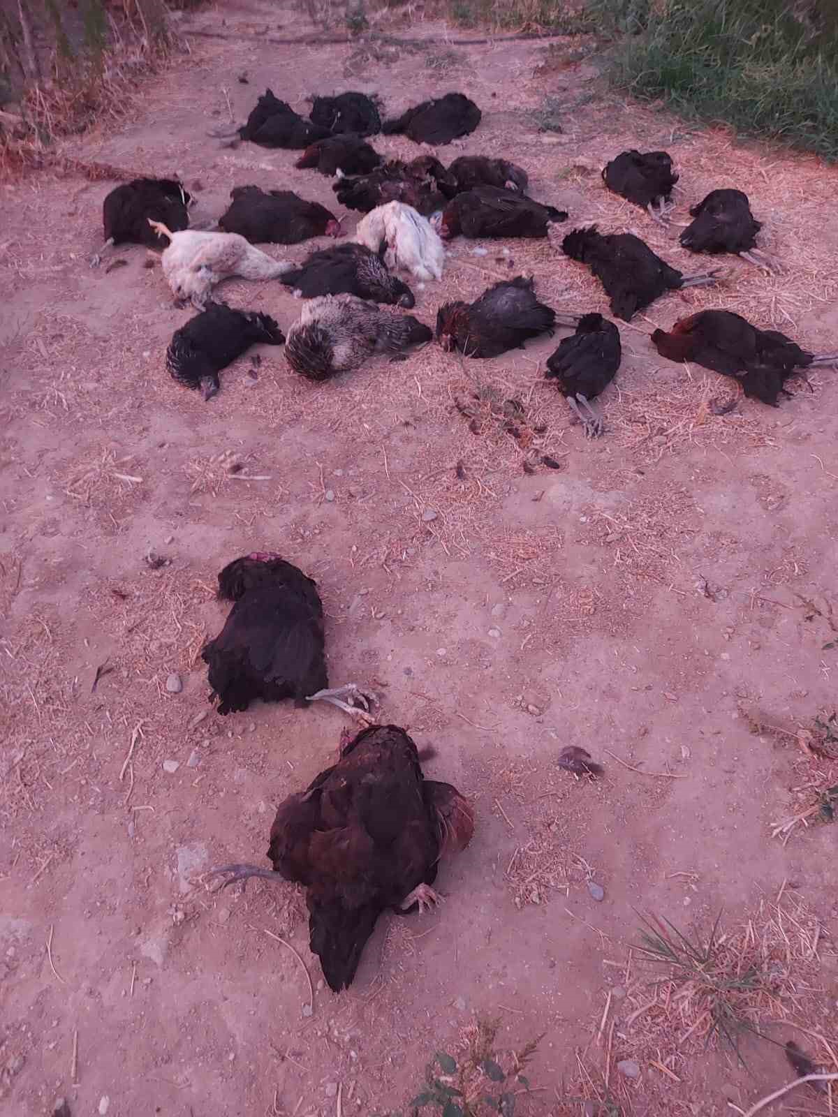 Sokak köpekleri 25 tavuğu telef etti