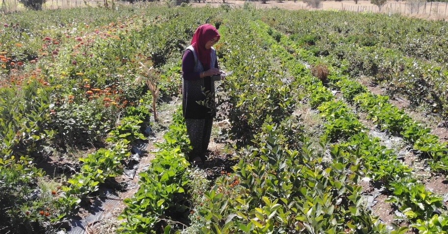 Şifa bulduğu meyvenin üretimi için şehir değiştirdi, 2009 fidanla şifa dağıtacak