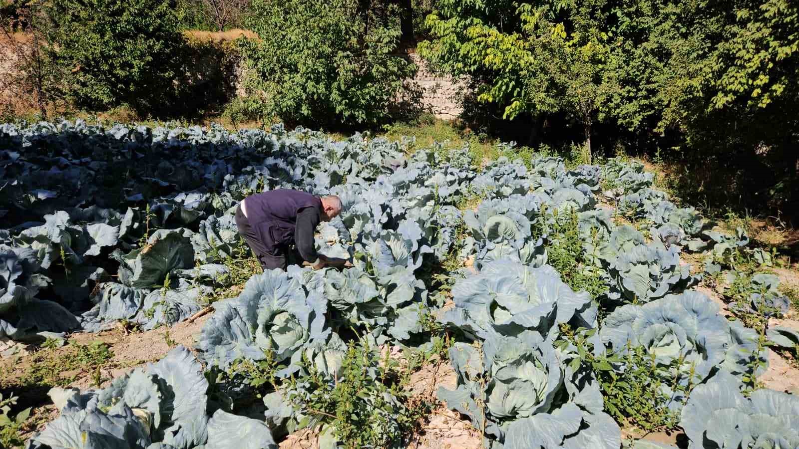 Malatya’da Gökyar lahanasında hasat zamanı